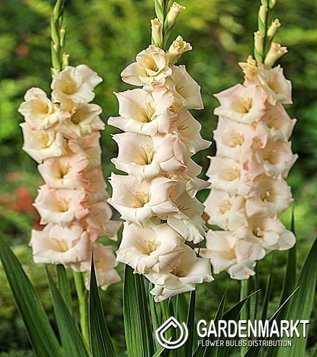 Gladiolus Gladiole Creme 100 St.