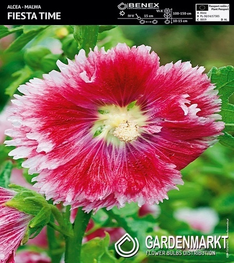 Stockrose-Malve-Alcea Fiesta Time 1 St.