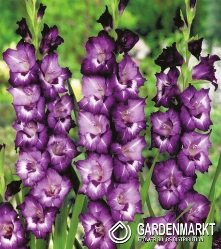 Gladiolus Gladiole Volbeat 5 St.