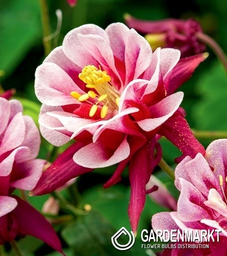 Aquilegia Winky Red White Double 1 St.