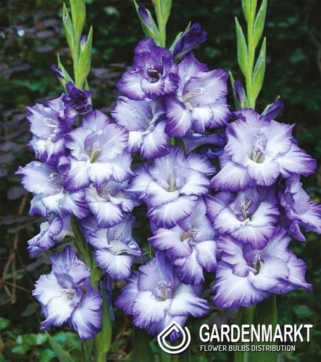 Gladiolus Gladiole Blue Storm 5 St.