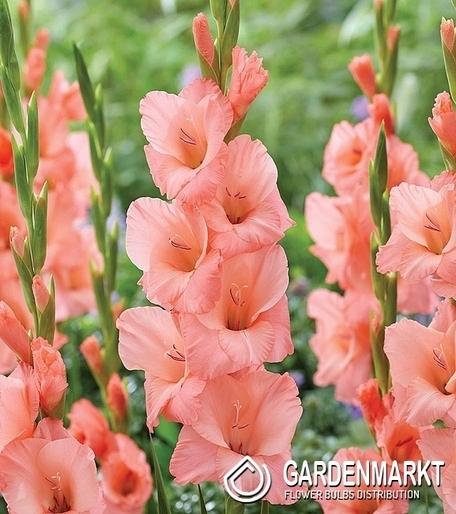 Gladiolus Gladiole Fortarosa 5 St.