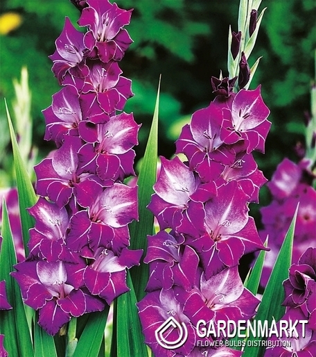 Gladiolus Gladiole Chemistry 5 St.