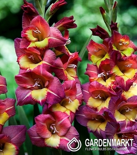Gladiolus Gladiole Michelle 5 St.