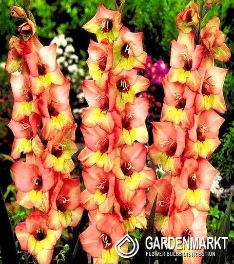 Gladiolus Gladiole Sabor 5 St.