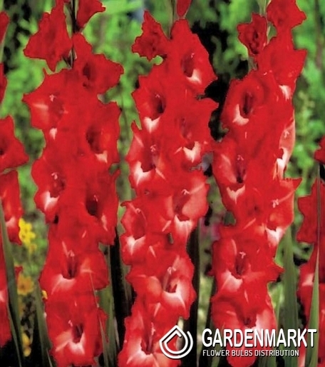 Gladiolus Gladiole Joska 5 St.