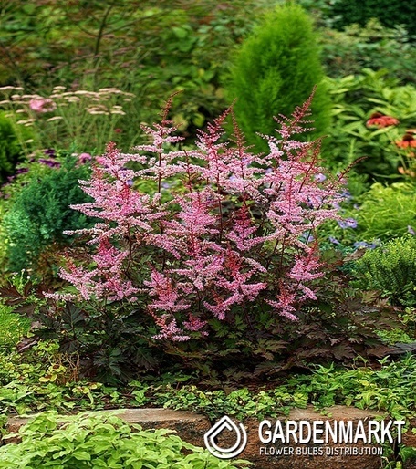 Astilbe Key West 1 St.