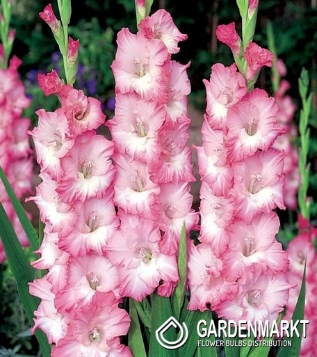 Gladiolus Gladiole Mr Sandman 5 St.