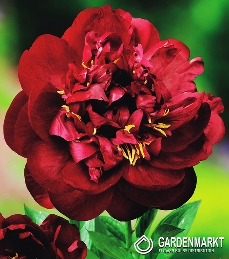 Pfingstrosen-Päonien Buckeye Belle 1 St.