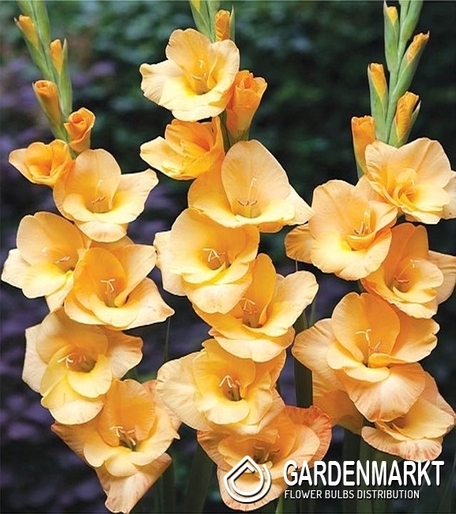 Gladiolus Gladiole Bunga 5 St.
