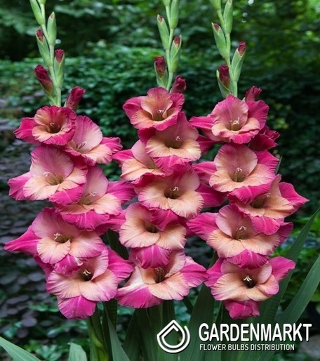 Gladiolus Gladiole Apricot Bubblegum 5 St.