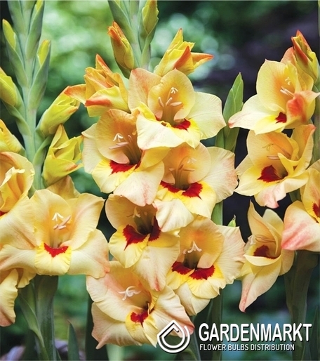 Gladiolus Gladiole Louise 5 St.