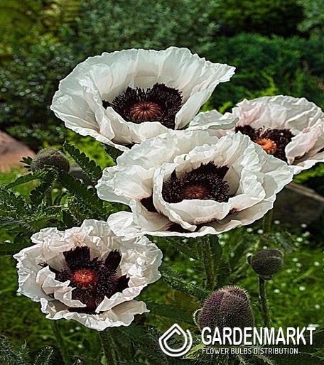 Türkischer Mohn Papaver Orientale Perry's White 1 St.