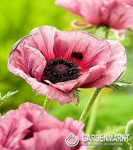 Türkischer Mohn Papaver Orientale Pink Perfectrion 1 St.