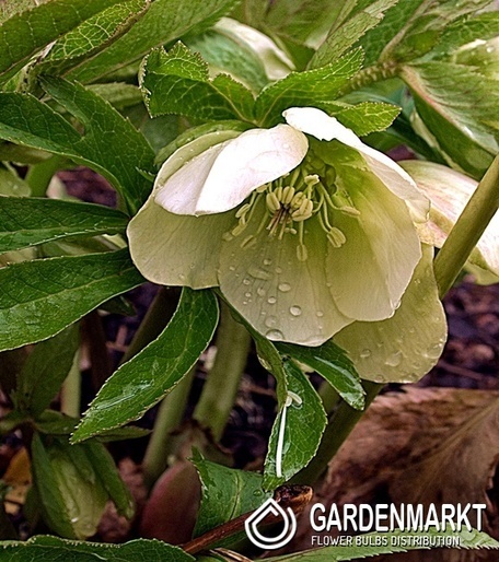 Helleborus White Lady 1 st.