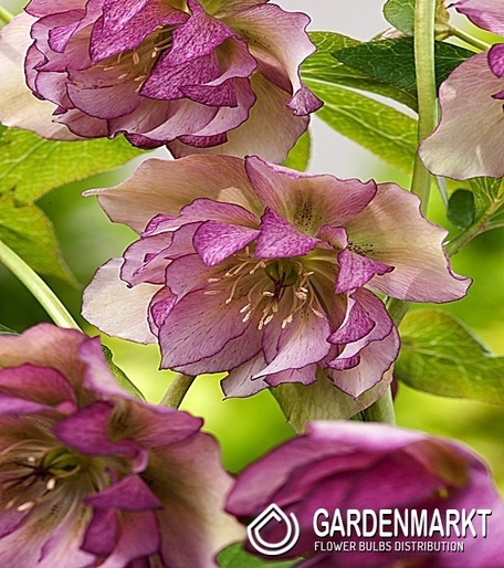 Helleborus Dubbel Ellen Picotee 1 St.