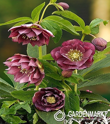 Helleborus Dubbel Ellen Paars 1 St.