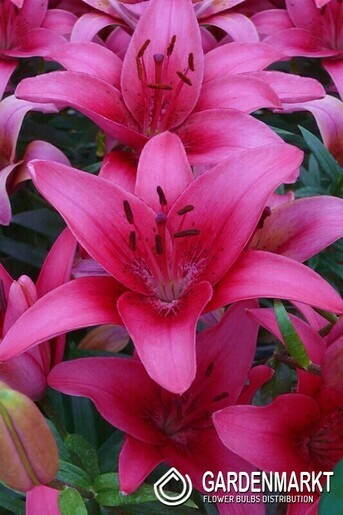 Asiatische Lilie Pink County 1 St.