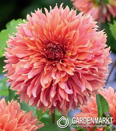 Dahlie Orange Fubuki 1 St.