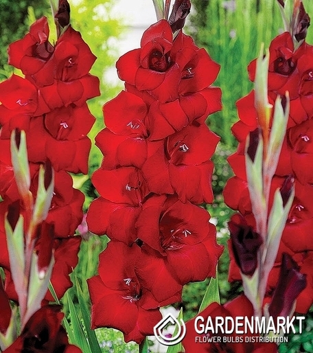 Gladiolus Gladiole Fat Boy 5 St.