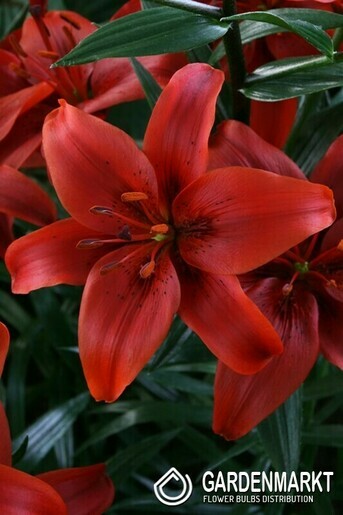Asiatische Lilie Red County 1 St.