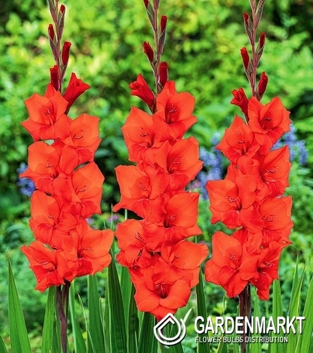 Gladiolus Gladiole Manhattan 5 St.