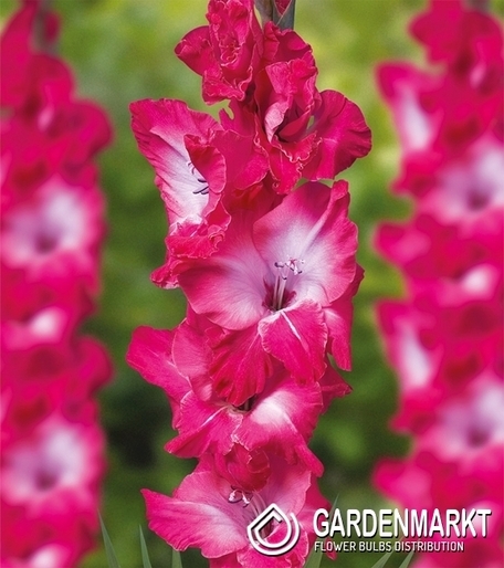 Gladiolus Gladiole Evident 5 St.