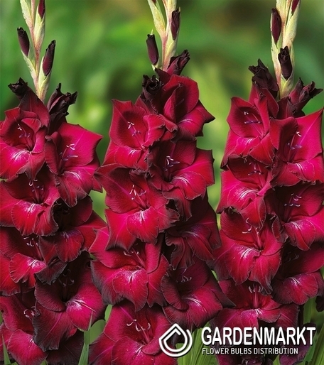 Gladiolus Gladiole Mahler 5 St.