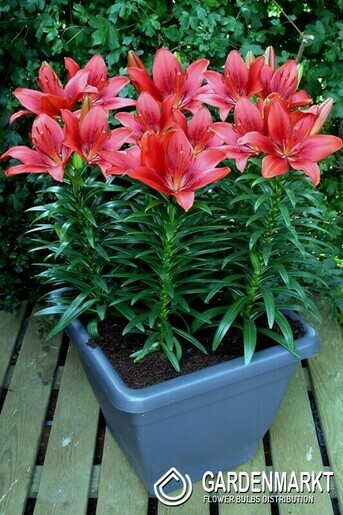 Asiatische Lilie Klein Happy Heart 1 St.