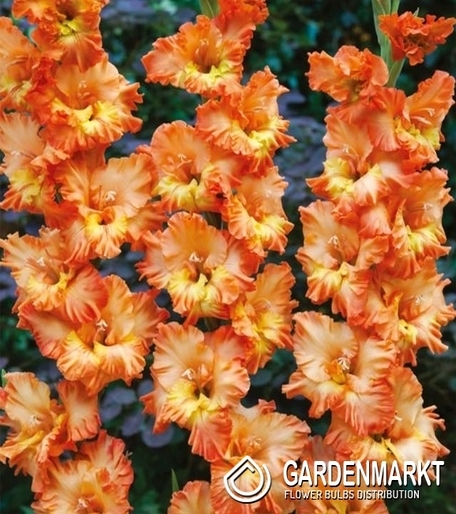 Gladiolus Gladiole Coral Crush 5 St.