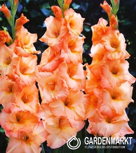 Gladiolus Gladiole Donatella 5 St.