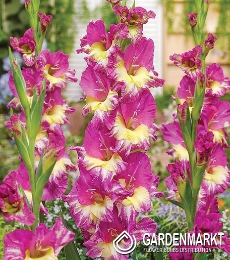 Gladiolus Gladiole Extravert 5 St.