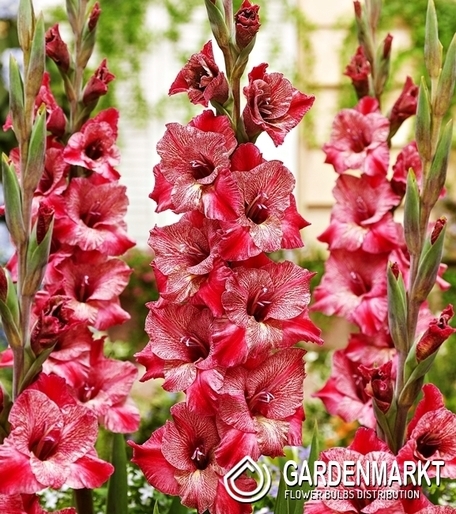 Gladiolus Gladiole Strawberry Swirl 5 St.