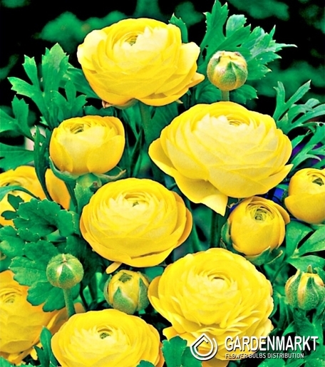 Ranunculus Ranunkeln Gelb 5 St.