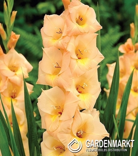 Gladiolus Gladiole Esta Bonita 5 St.
