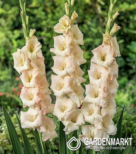 Gladiolus Gladiole Ivory Perfection 5 St.