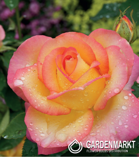 Mehrblütigen Rose Rosa Creme 1 St.