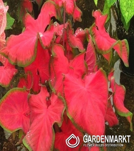 Caladium Cherry Tart 1 St.