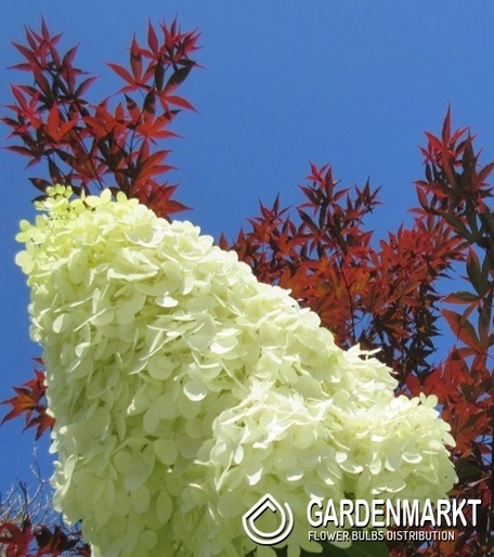 Hydrangea Paniculata Polar Bear Rispenhortensie 1 St.