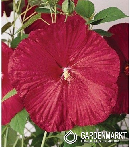 Sumpfeibisch Luna Red - Hibiscus Moscheutos 1 St.