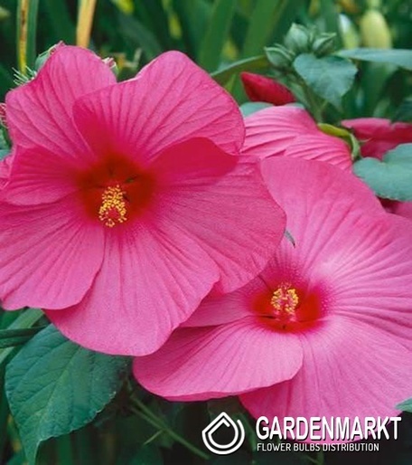 Sumpfeibisch Luna Rose - Hibiscus Moscheutos 1 St.