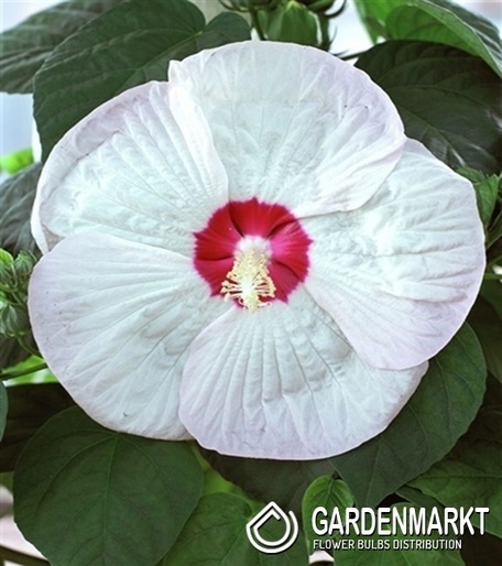 Sumpfeibisch Luna White - Hibiscus Moscheutos 1 St.