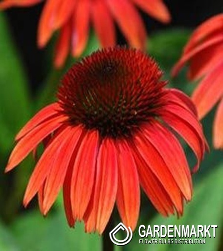 Echinacea Red Sunset Topf 1 St.