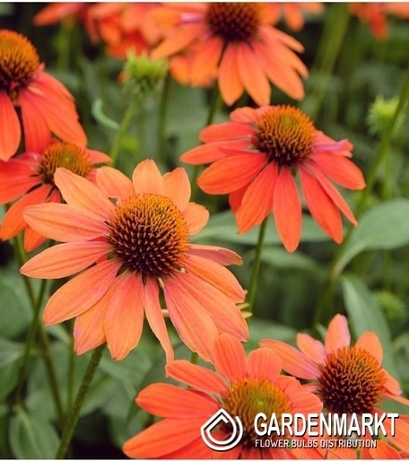 Echinacea - Scheinsonnenhut Lakota Orange Topf 1 St.