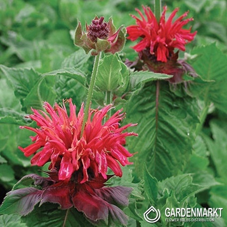 Indianernessel - Monarda Fireball Topf 1 St.