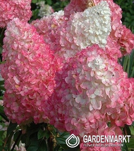 Hydrangea Paniculata Vanille Fraise Rispenhortensie 1 St.