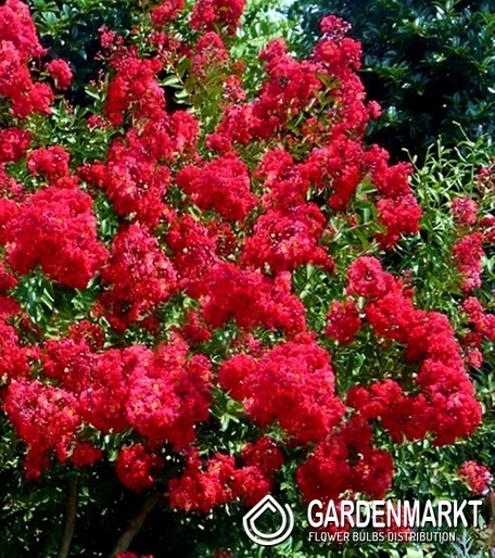 Lagerstroemia - Kreppmyrte Petite Red 1 St.