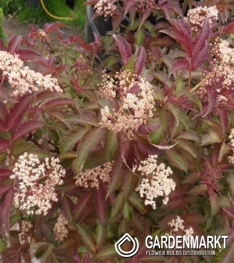 Sambucus Nigra Schwarzer Holunder Milk Chocolate 1 St.