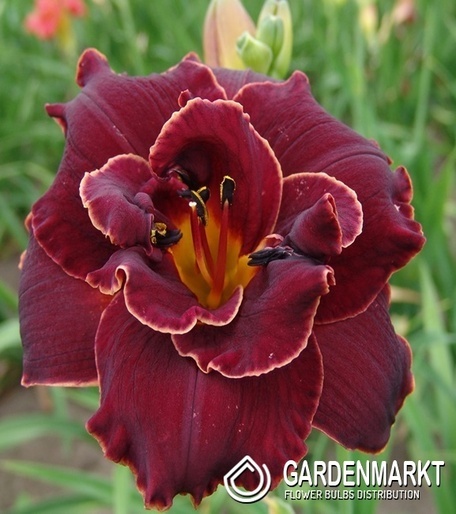 Hemerocallis Taglilie Night Embers 1 St