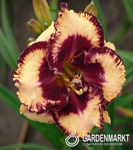 Hemerocallis Taglilie Open My Eyes 1 St